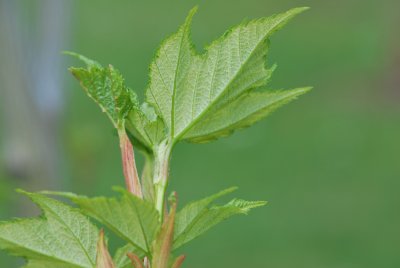 Acer pensylvanicum - javor pensylvánský - jarní výhonky